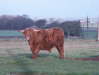 Burns-2004-Gretna-Green-002