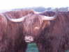 Burns-2004-Gretna-Green-004