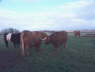 Burns-2004-Gretna-Green-006