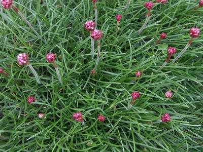 ClanPlantWeb-1