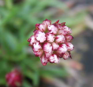 ClanPlantWeb-2